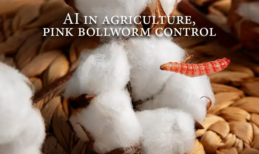  AI in agriculture, pink bollworm control, Central Institute for Cotton Research, cotton farming technology 