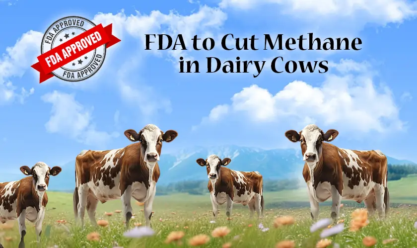  FDA to Cut Methane in Dairy Cows 