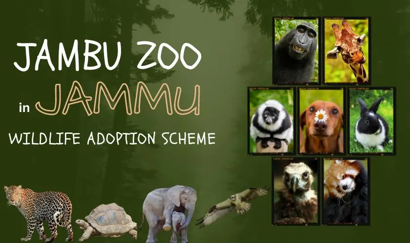  Jambu Zoo, adoption scheme, wildlife protection, endangered species, conservation efforts 