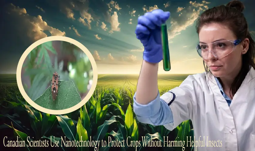 Canadian Scientists Use Nanotechnology to Protect Crops Without Harming Helpful Insects