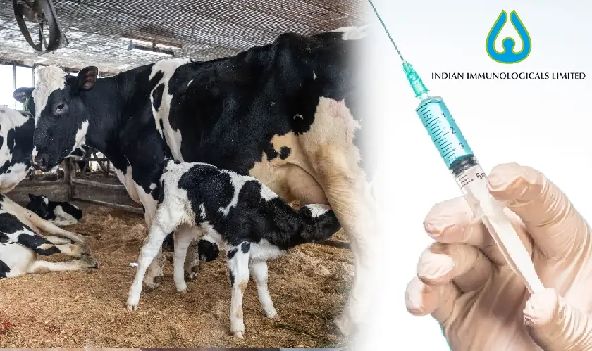 Indian Immunologicals launches India’s first vaccine to tackle IBR, a silent threat to dairy farmers