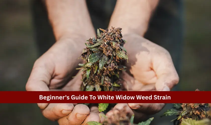 Beginner's Guide To White Widow Weed Strain
