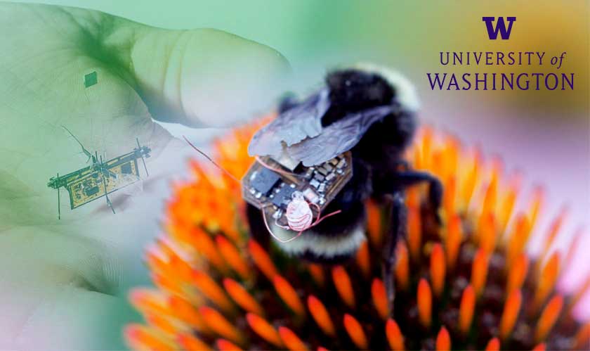 Bees are the future drones, says the University of Washington