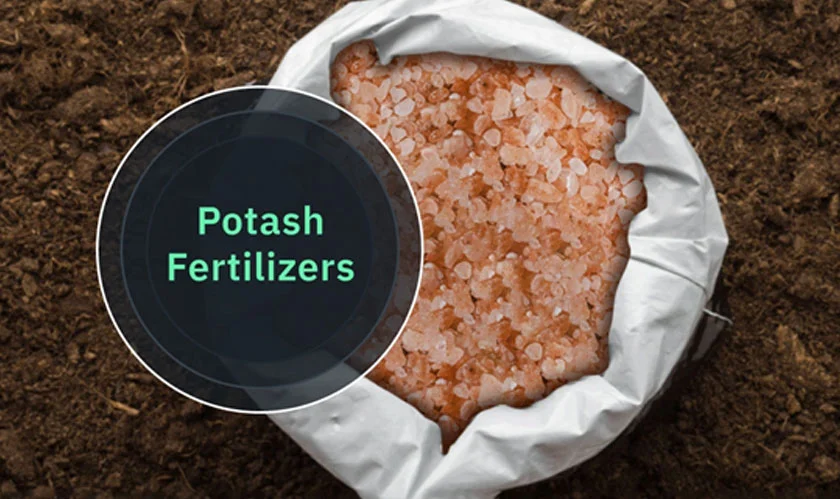 Benefits of Potassium Fertilizers: Boost Plant Health & Yields Effectively