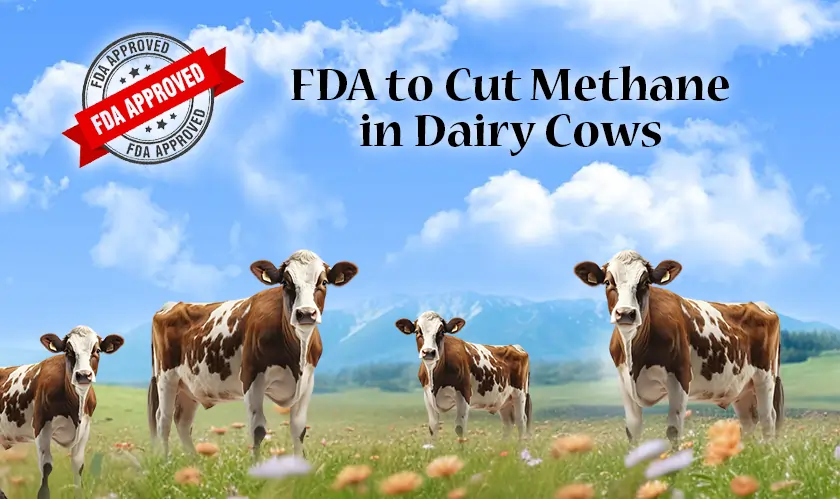 FDA to Cut Methane in Dairy Cows