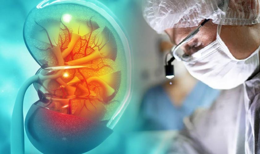 First pig kidney successfully tested in a human, doctors say functioning ‘pretty normal’