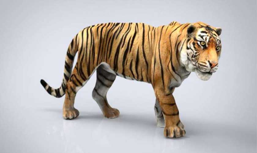 Google 3D animals
