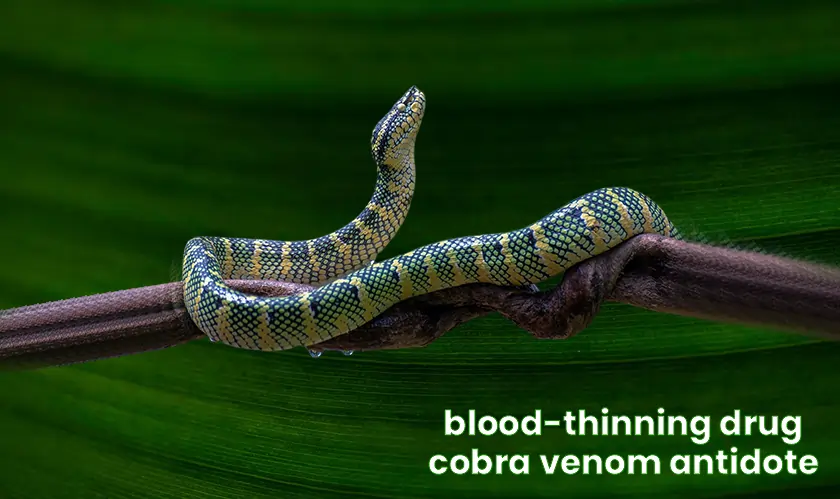 blood-thinning drug, cobra venom antidote, snakebite treatment, necrosis, heparin