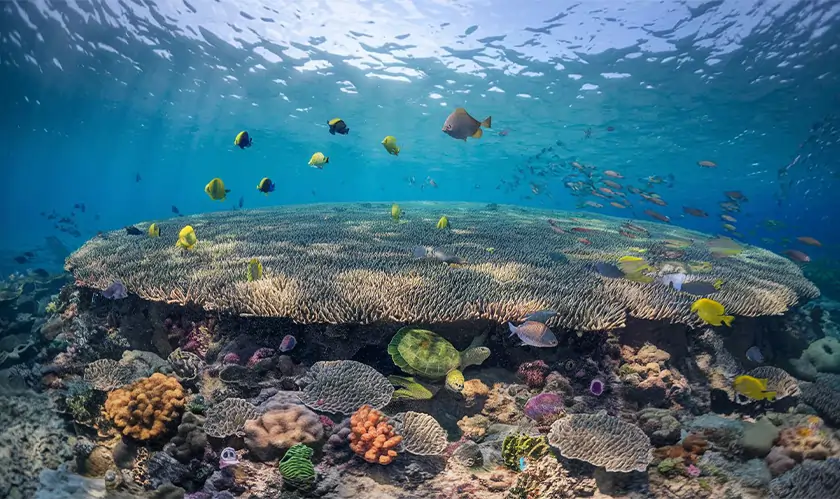 Solomon Islands, Largest Coral, Marine, Science Technology