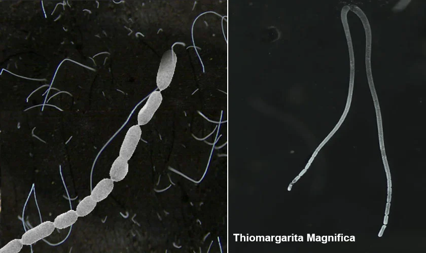 World's biggest Bacterium, clearly visible to the naked eye